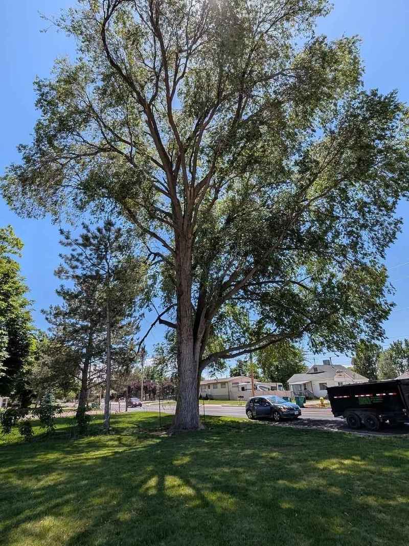 Freshly pruned tree with Strong Roots Co work truck in Utah