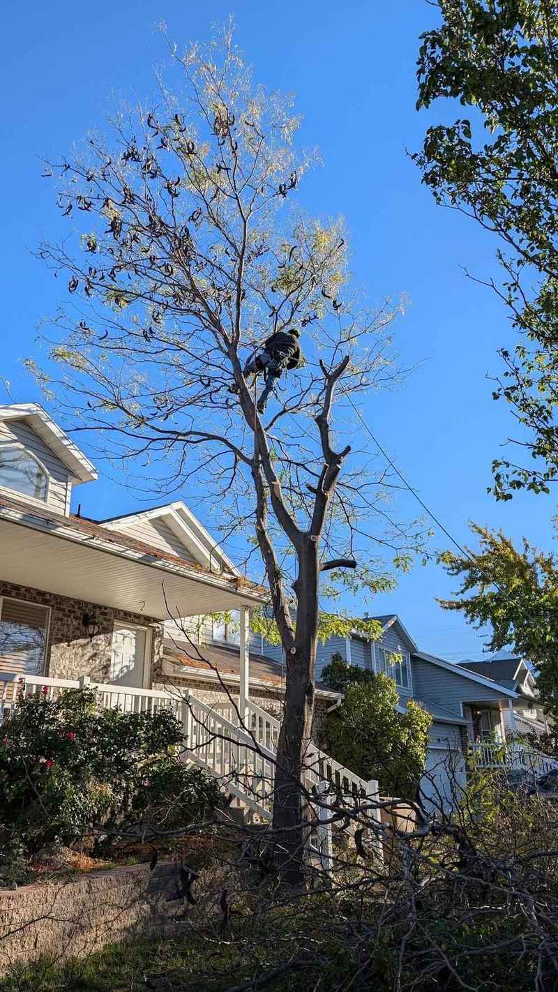 Strong Roots Co crew removing a tall pine tree in Utah