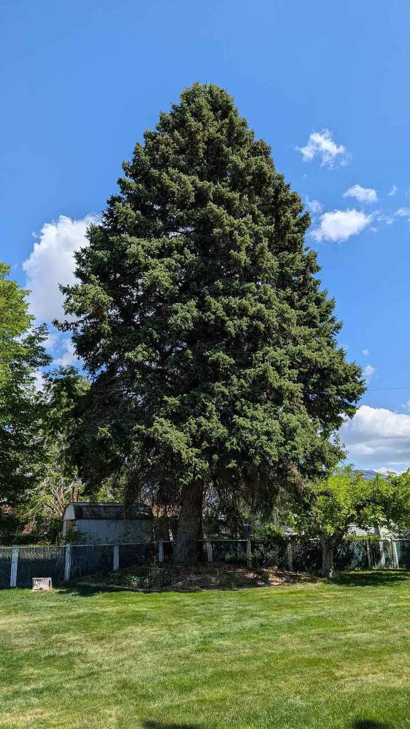 Healthy mature evergreen tree cared for by Strong Roots Co in Utah