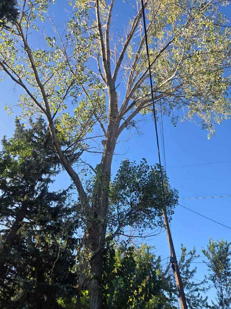 60 to 70 foot tall tree standing before removal by Strong Roots Co