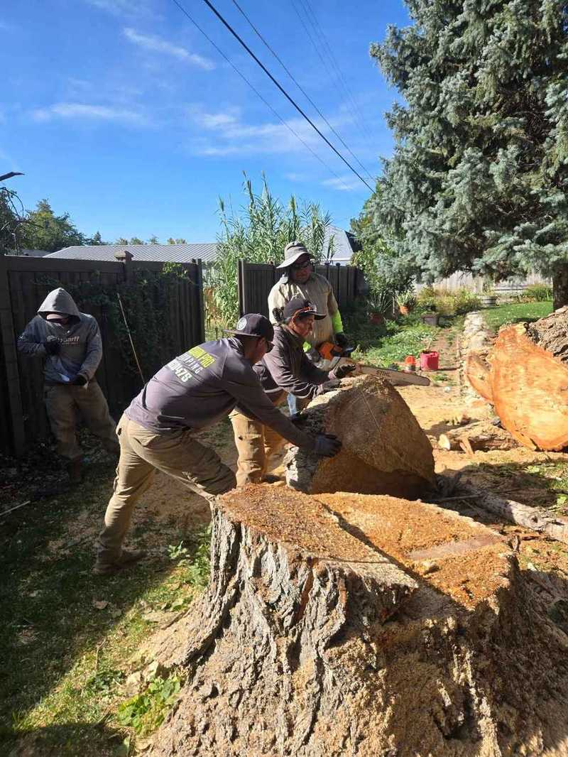 Strong Roots Co. crew at work on a large tree removal job