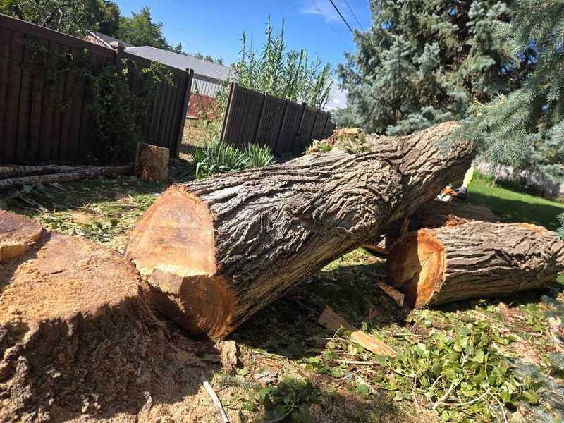 Felled trunk and stump after large tree removal in Utah