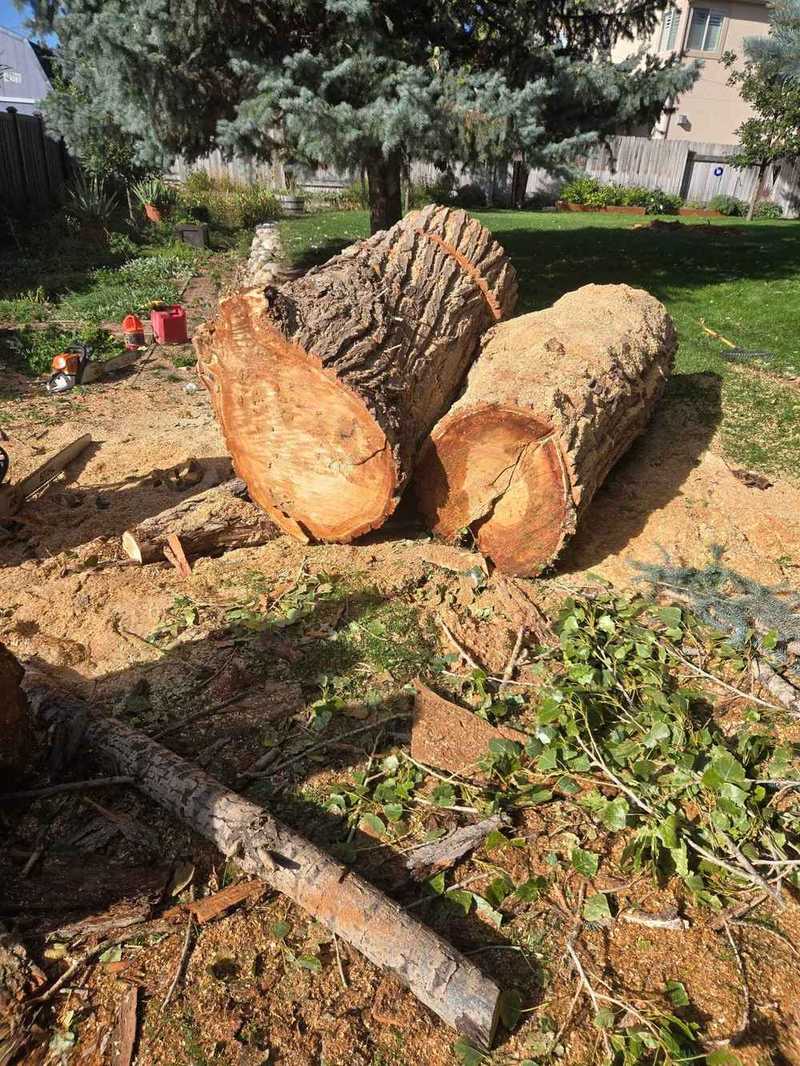 Large sectioned tree logs after controlled removal