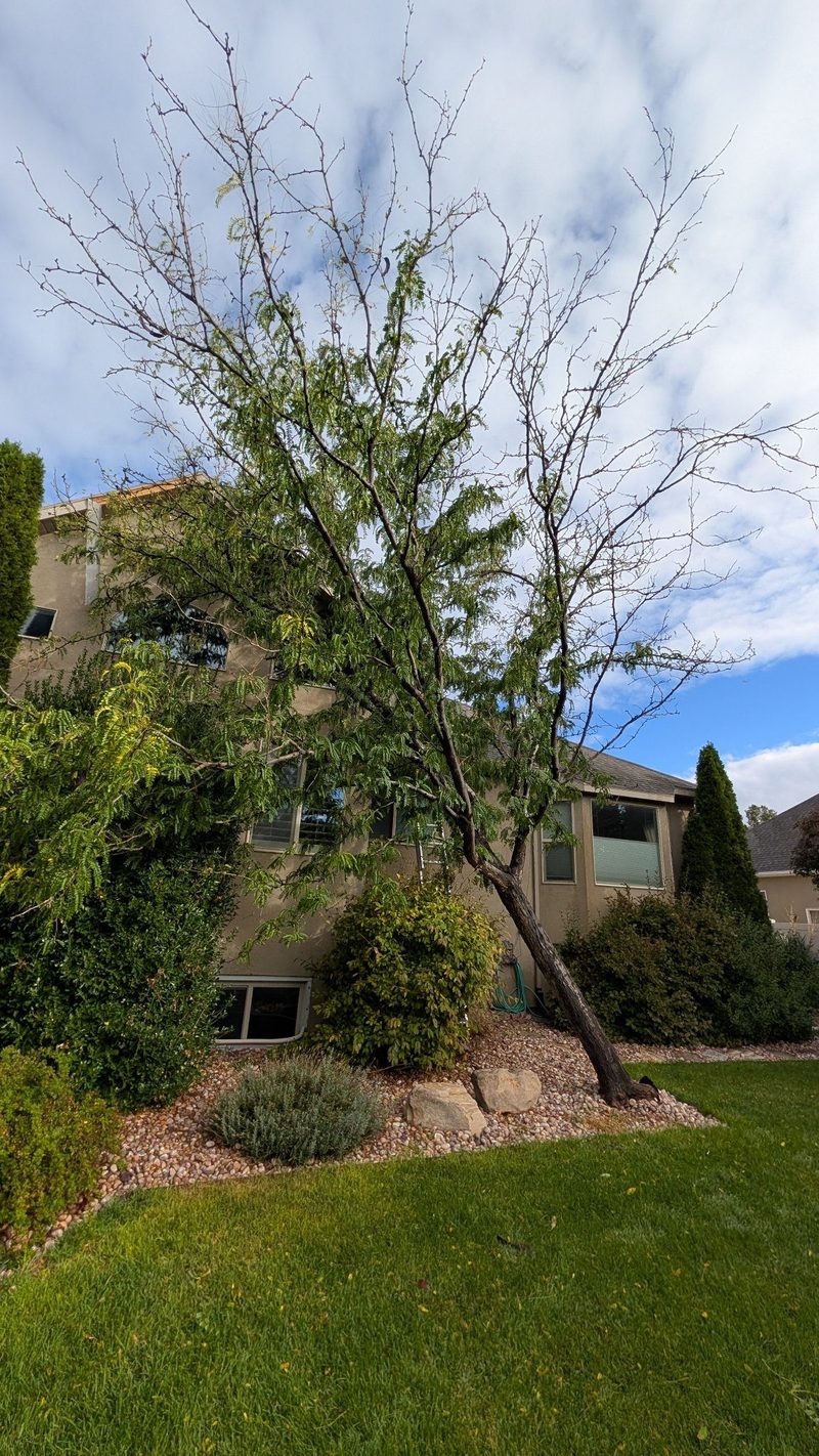 Before — storm-damaged tree leaning against a home