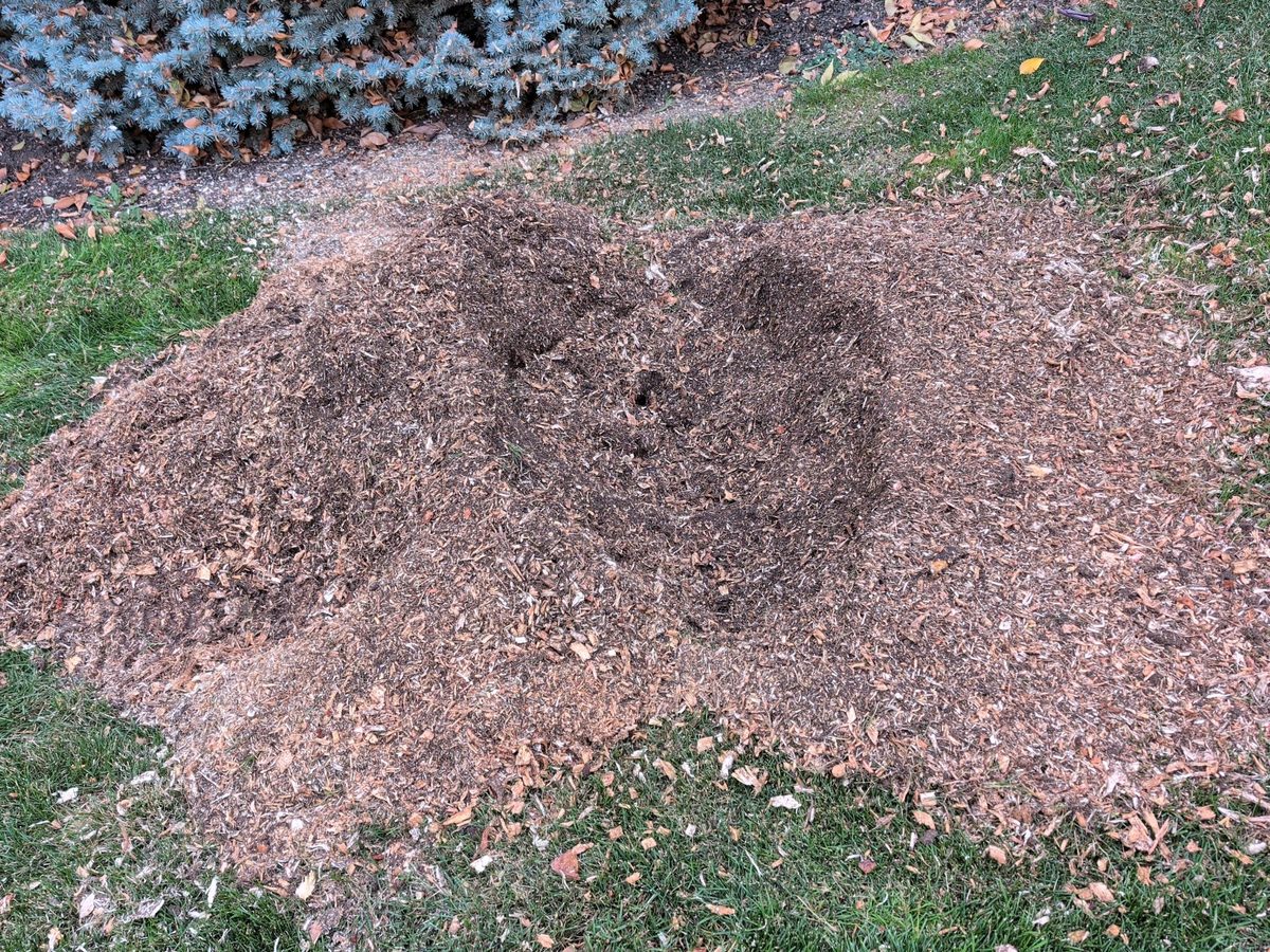 Finished stump grinding in Salt Lake City — stump ground out below grade, grindings spread and leveled under a blue spruce