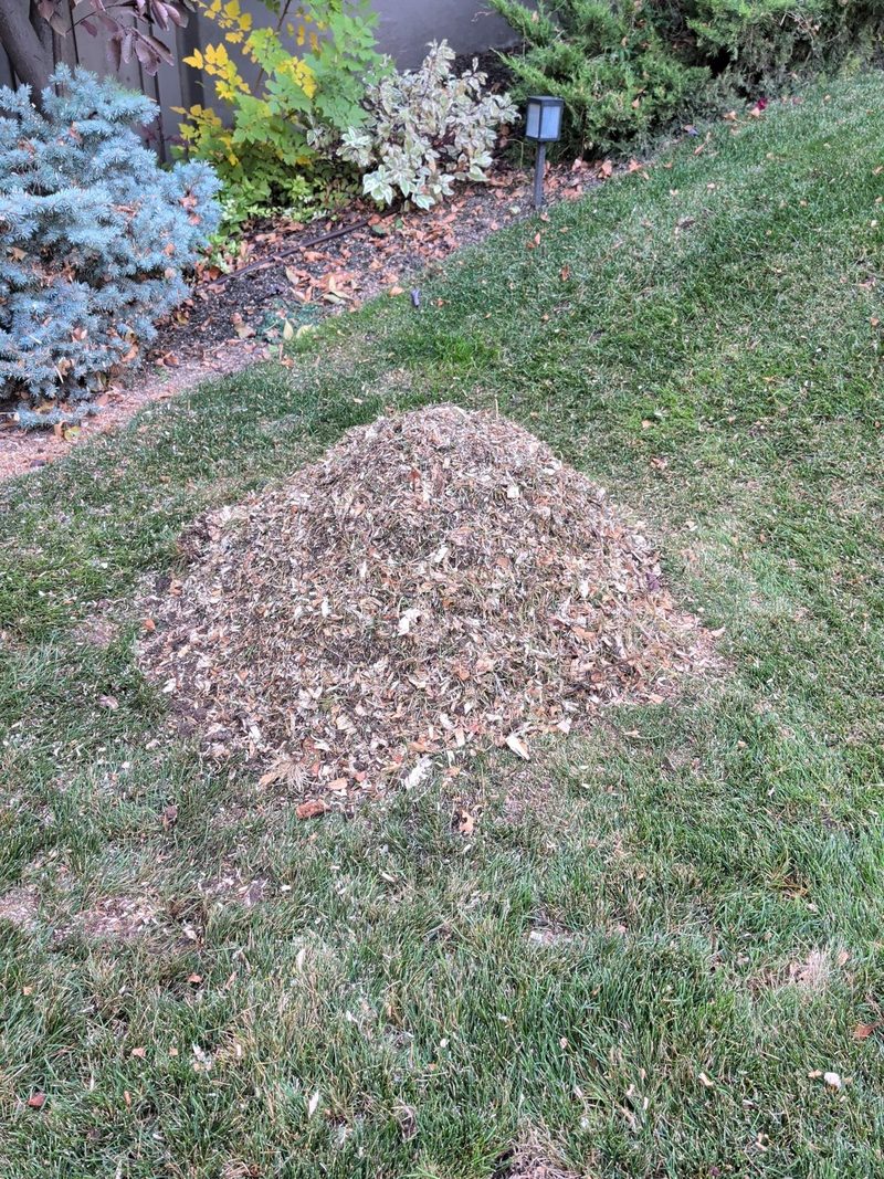 Finished stump grinding in a Salt Lake City lawn — neat mound of grindings where the stump used to be